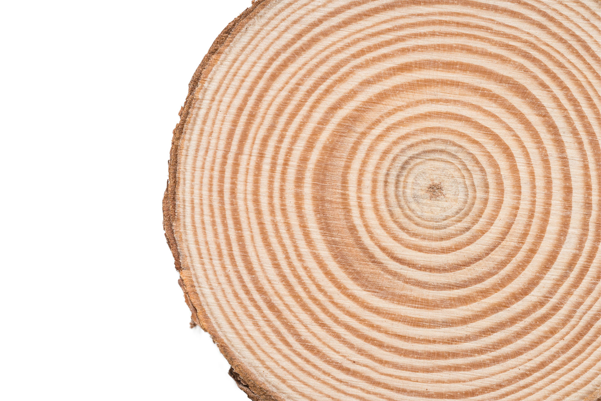 Nahaufnahme eines Baumstammschnitts mit Jahresringen, symbolisierend nachhaltige Holzbaumaterialien f&uuml;r den Holzhausbau.